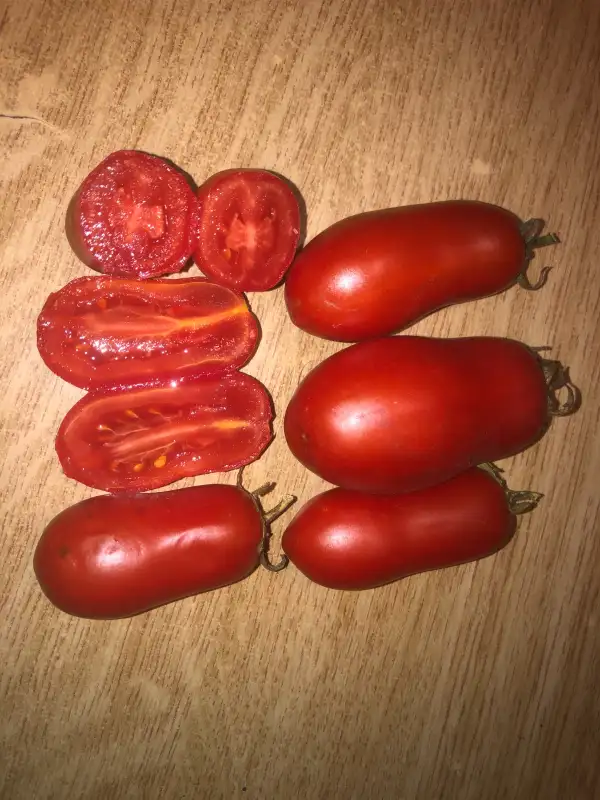 Tomaten: Gondola