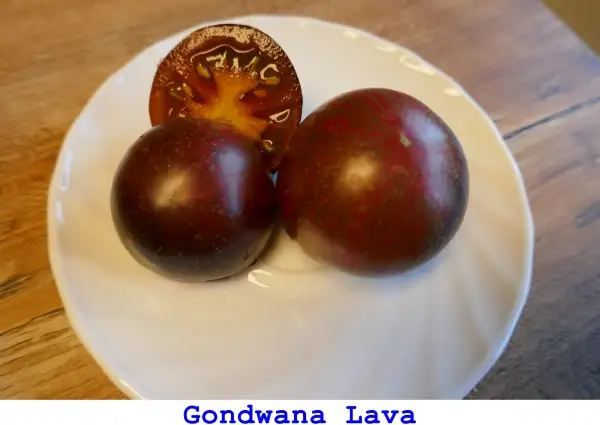 Tomaten: Gondwana Lava