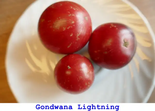 Tomaten: Gondwana Lightning