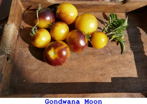 Tomaten: Gondwana Moon