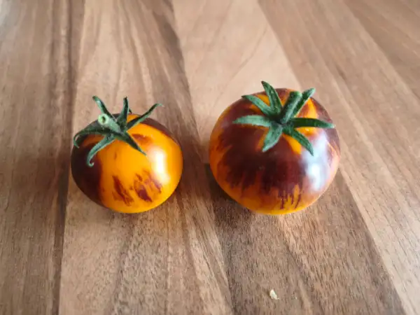 Tomaten: Gondwana Moon