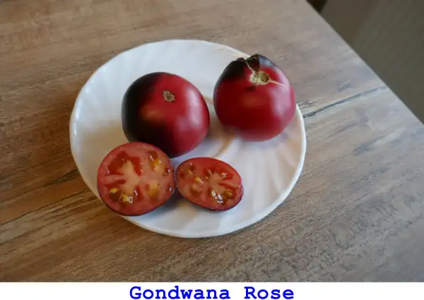 Tomaten: Gondwana Rose