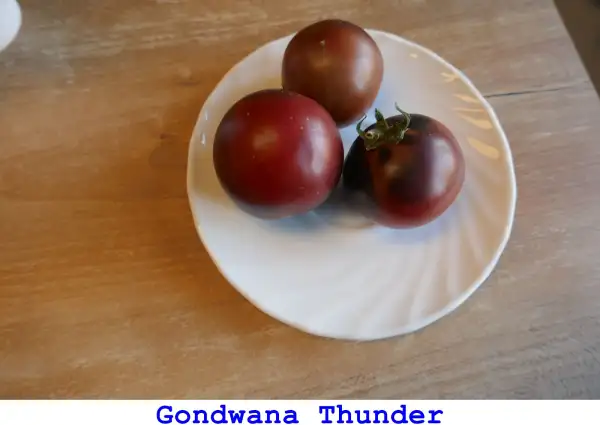 Tomaten: Gondwana Thunder