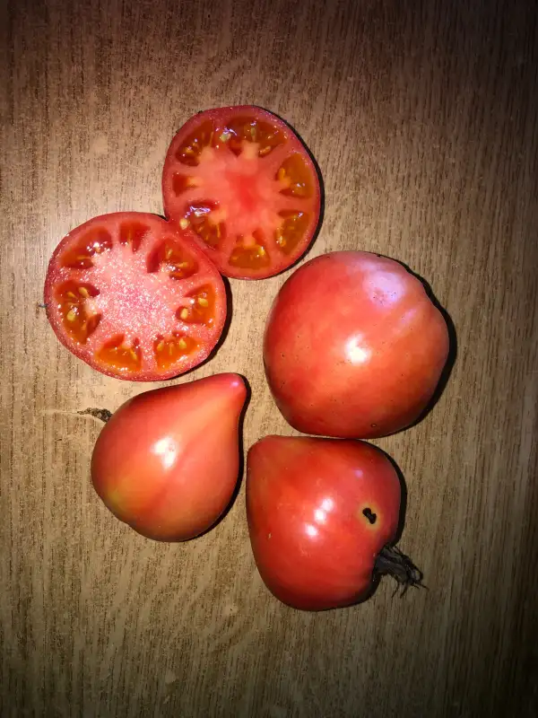 Tomaten: Gopak