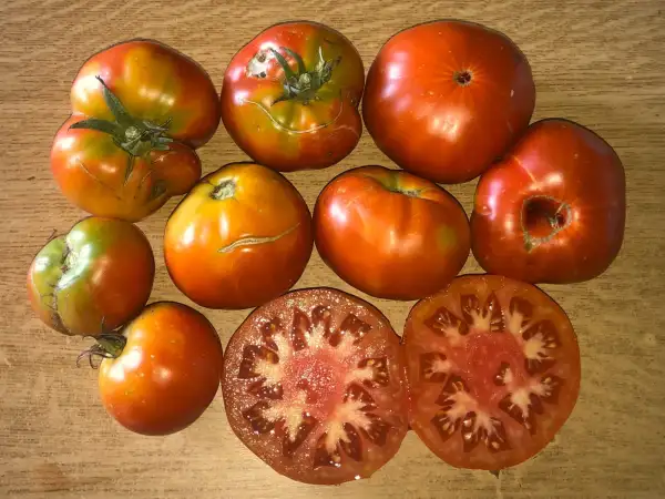 Tomaten: Gordo de Torrox