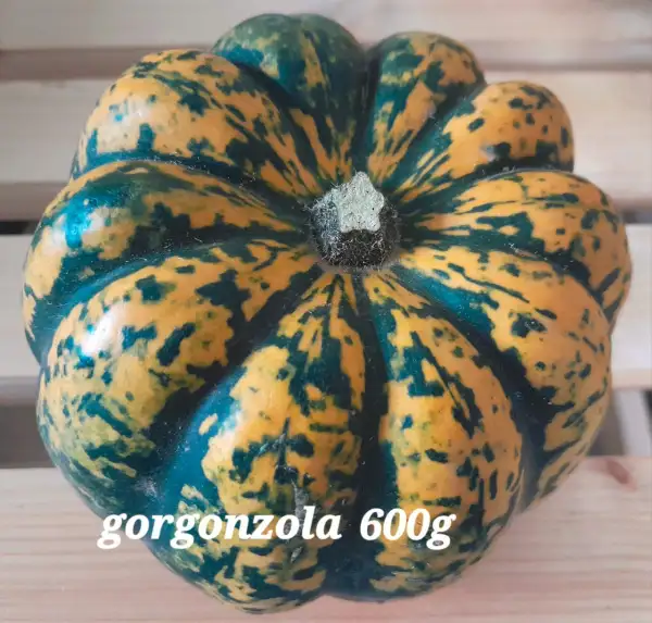 Kürbisse: Gorgonzola