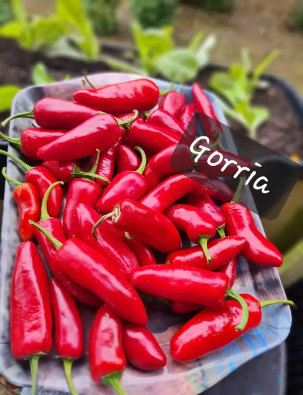 Chili / Paprika: Gorria - Piment d