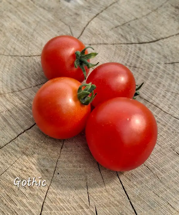 Tomaten: Gothic (micro)