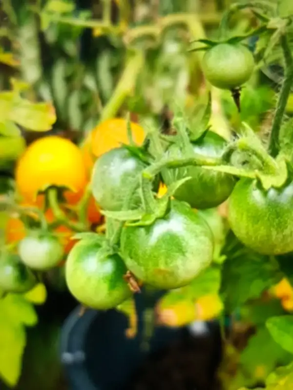 Tomaten: Gourmandise Yellow