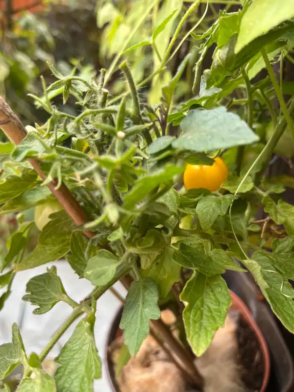 Tomaten: Gourmandise Yellow