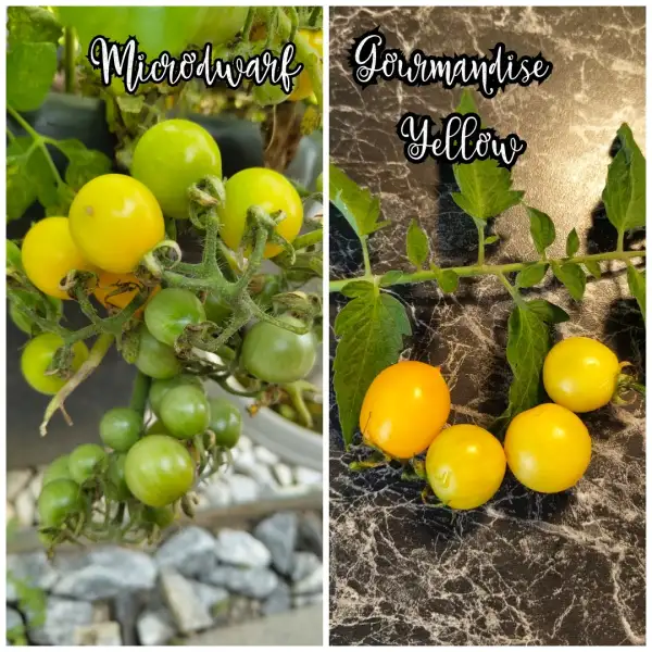Tomaten: Gourmandise Yellow Microdwarf