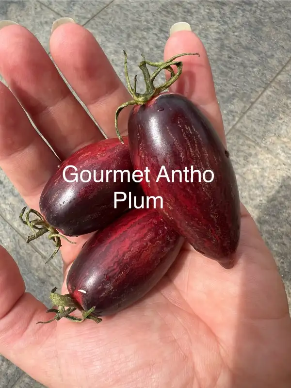 Tomaten: Gourmet Antho Plum