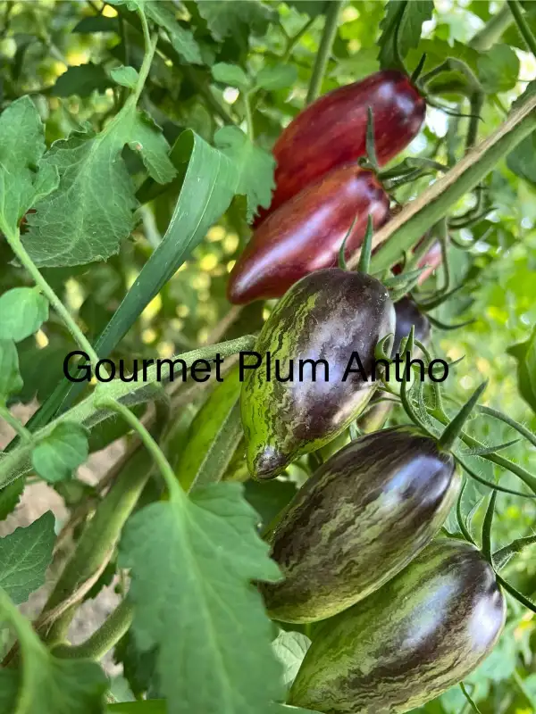 Tomaten: GOURMET PLUM ANTHO