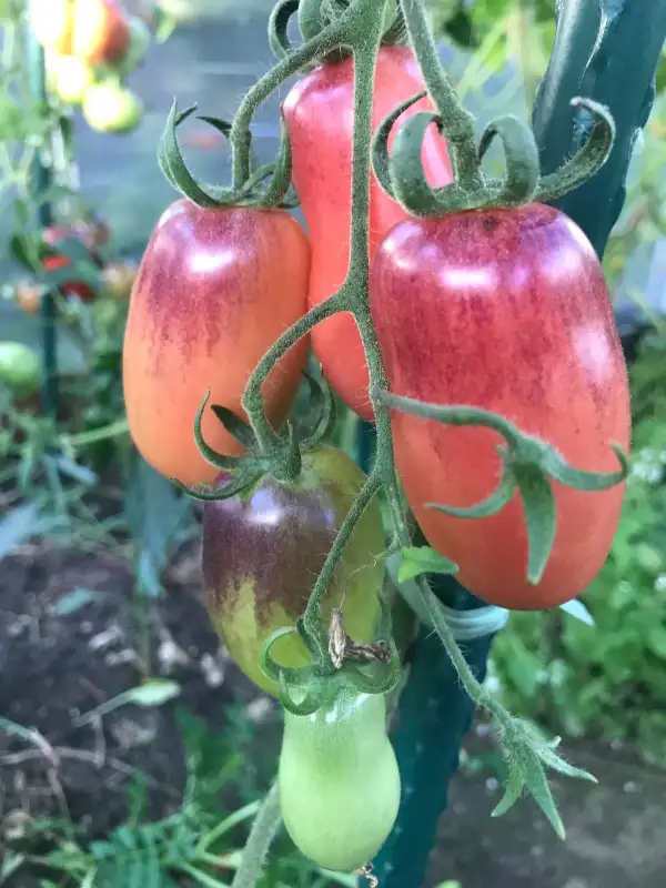 Tomaten: GOURMET PLUM ANTHO