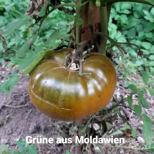 Tomaten: Grüne aus Moldawien, Green Moldavan