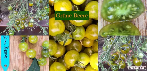 Tomaten: Grüne Beere - Multiflora/Freiland