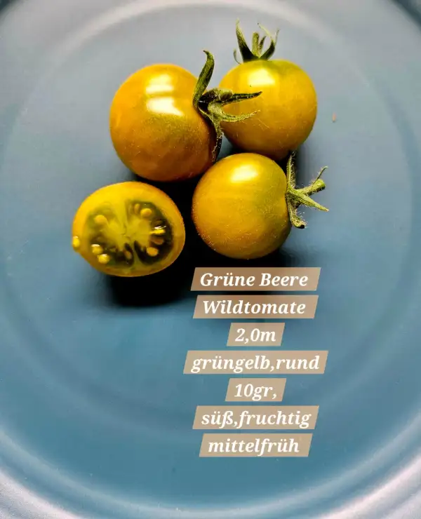 Tomaten: Grüne Beere