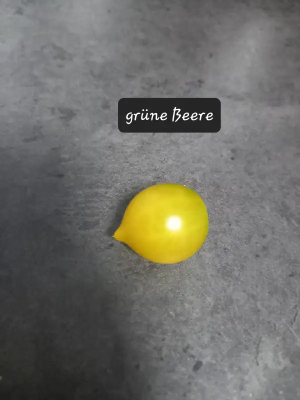 Tomaten: Grüne Beere