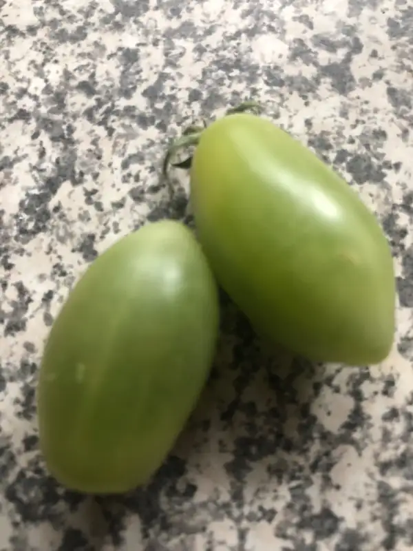 Tomaten: grüne Dattel
