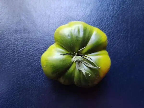 Tomaten: Grüne Helarios