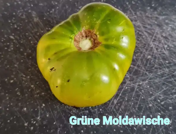 Tomaten: Grüne Moldawische