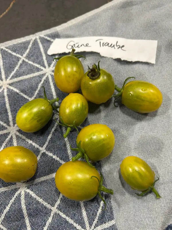 Tomaten: Grüne Traube