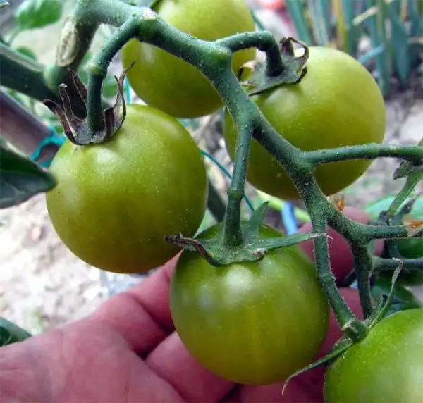 Tomaten: Grüne Traube