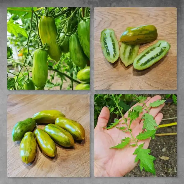 Tomaten: Grüne Wurst / Green Sausage