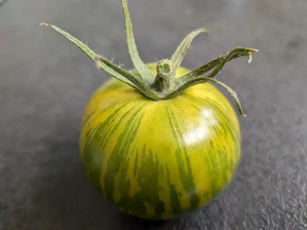 Tomaten: Grüne Zebra