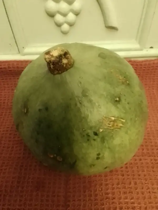 Kürbisse: Grüner Hokkaido