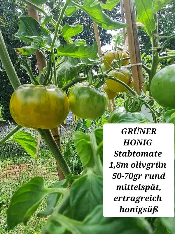 Tomaten: GRÜNER HONIG