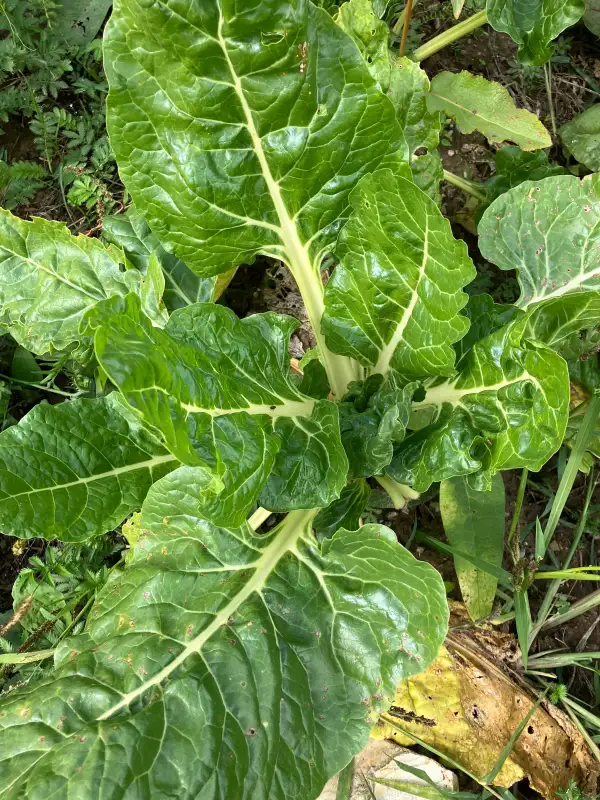 Salate: Grüner Mangold