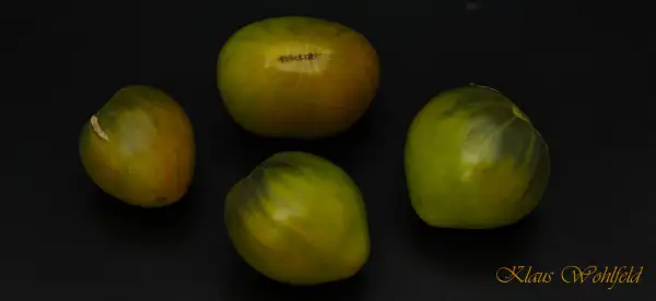 Tomaten: Grünes Herz von Sofia