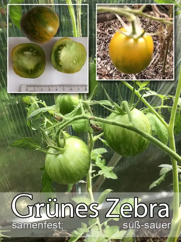 Tomaten: Grünes Zebra