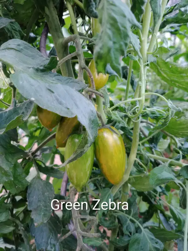 Tomaten: Grünes Zebra