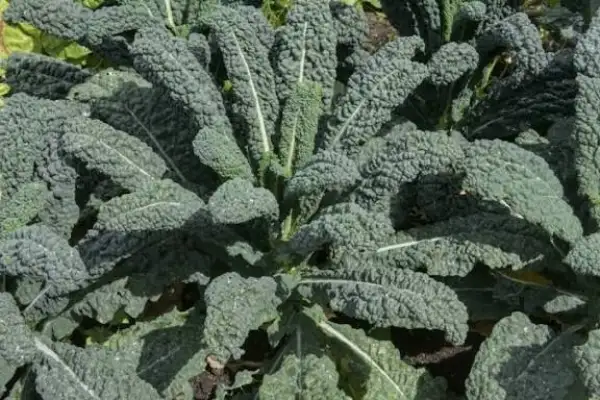 Kohl: Grünkohl