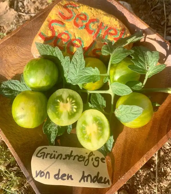 Tomaten: Grünstreifige a. den Anden