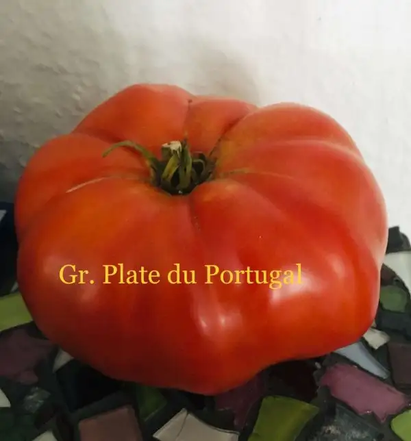 Tomaten: Gr. Plate de Portugal