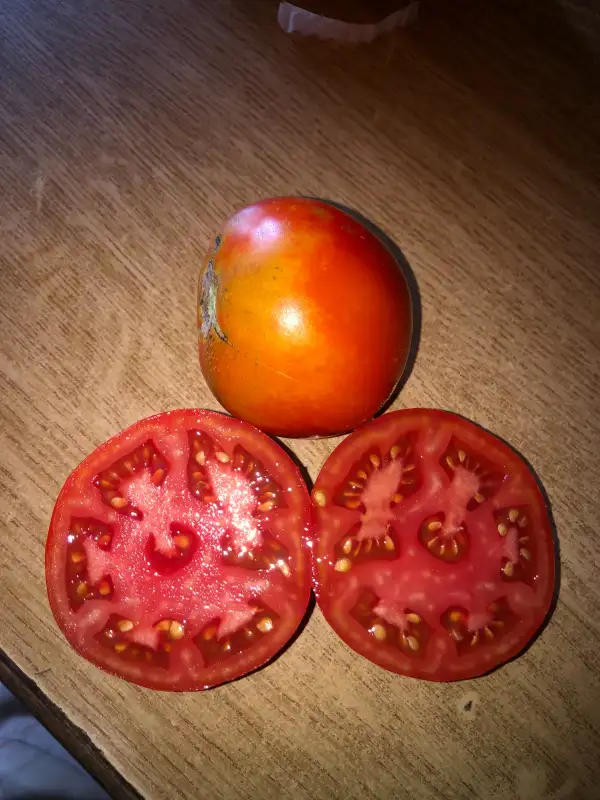 Tomaten: Gradinarese