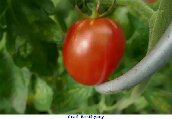 Tomaten: Graf Batthyàny