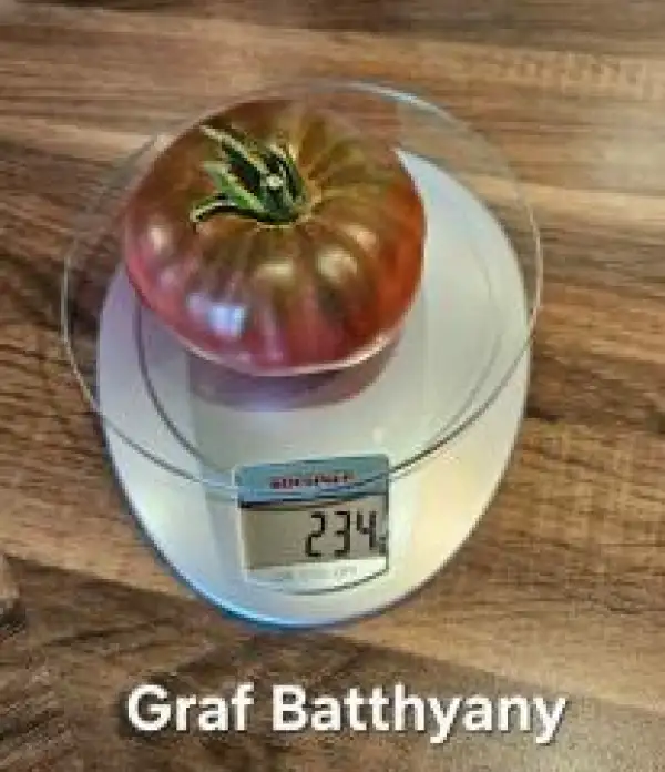 Tomaten: Graf Batthyany eine tiefrote gerippte Ft flachrund
