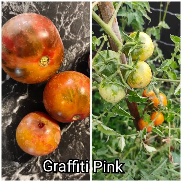 Tomaten: Graffiti Pink