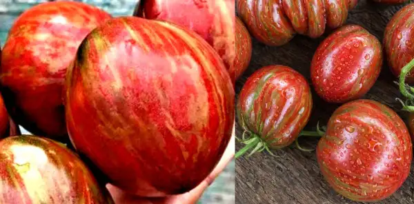 Tomaten: Grail