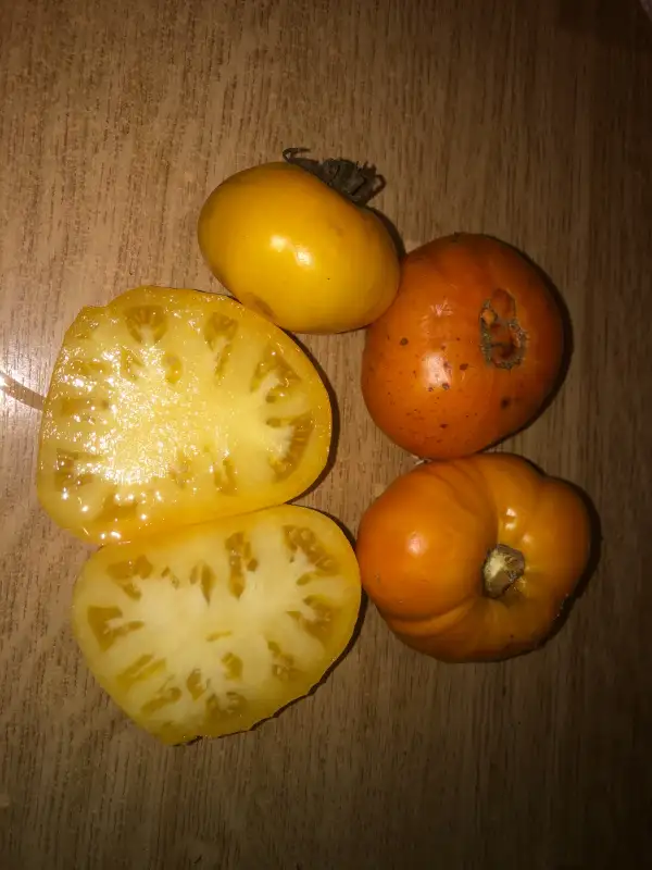 Tomaten: Gramma Climen Hagen