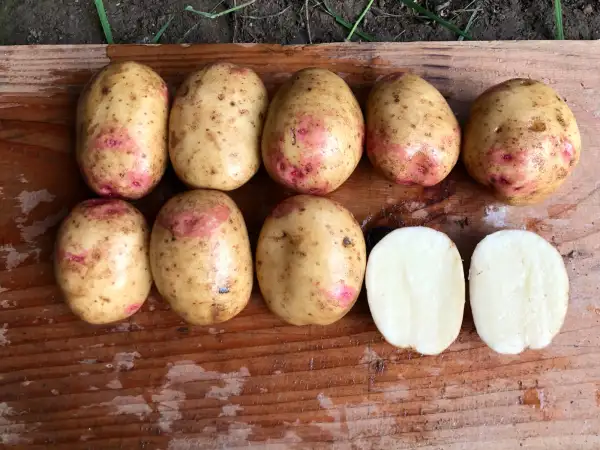 Kartoffeln: Gran Canaria