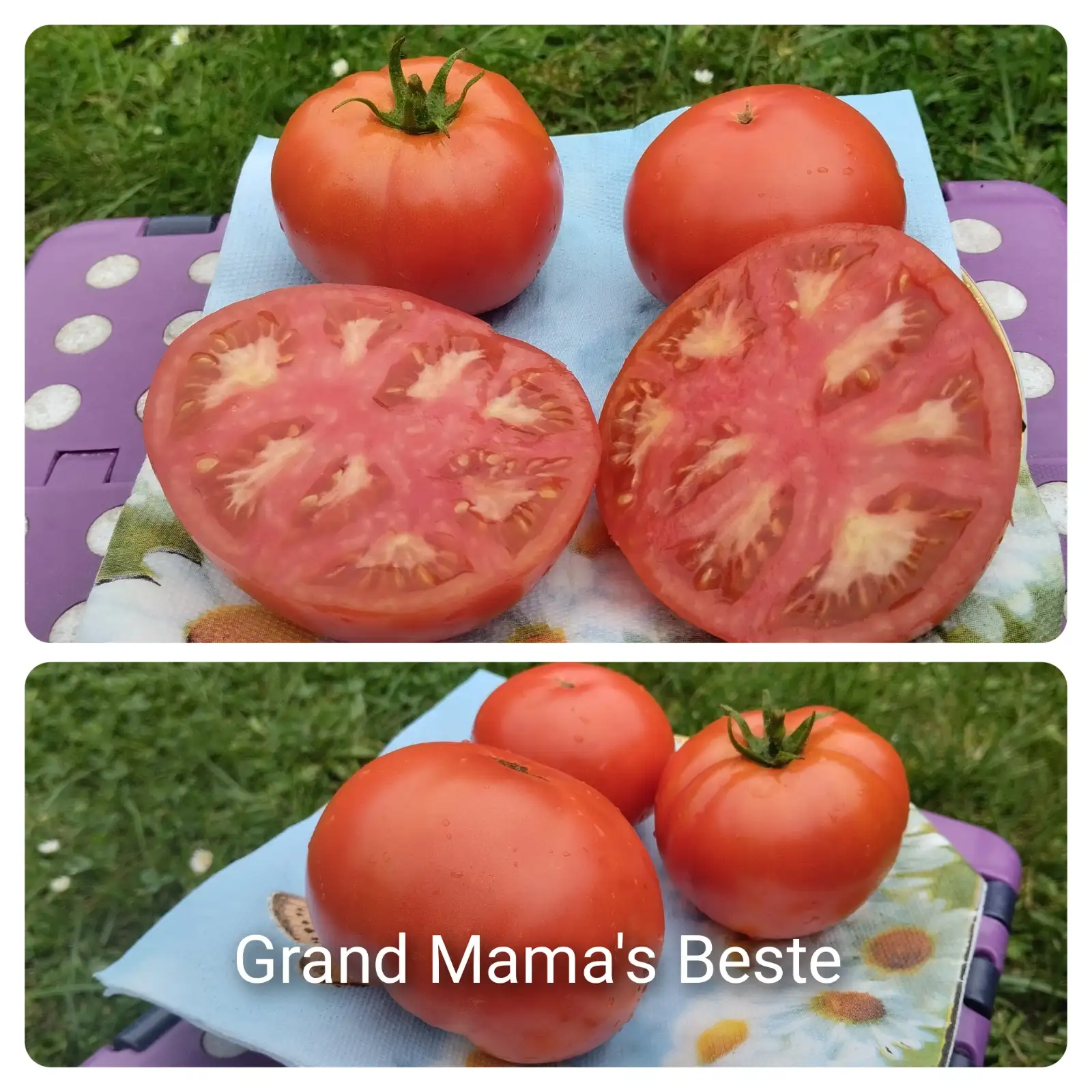 Tomaten: Grand Mama