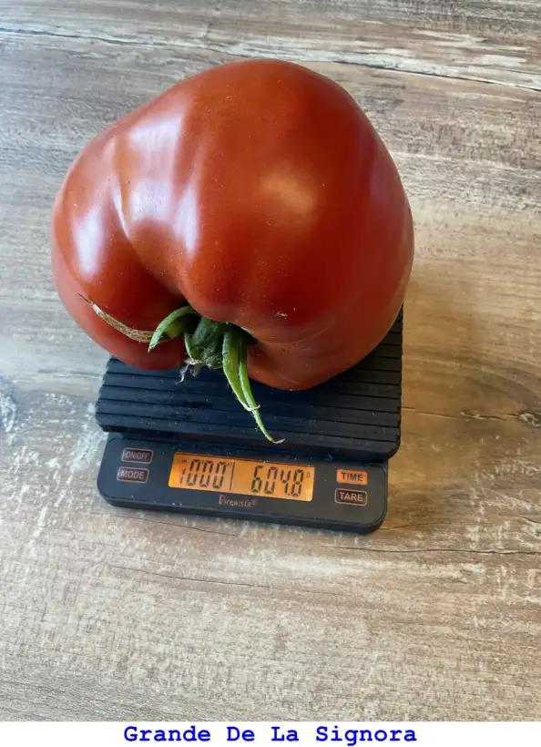 Tomaten: Grande De La Signora