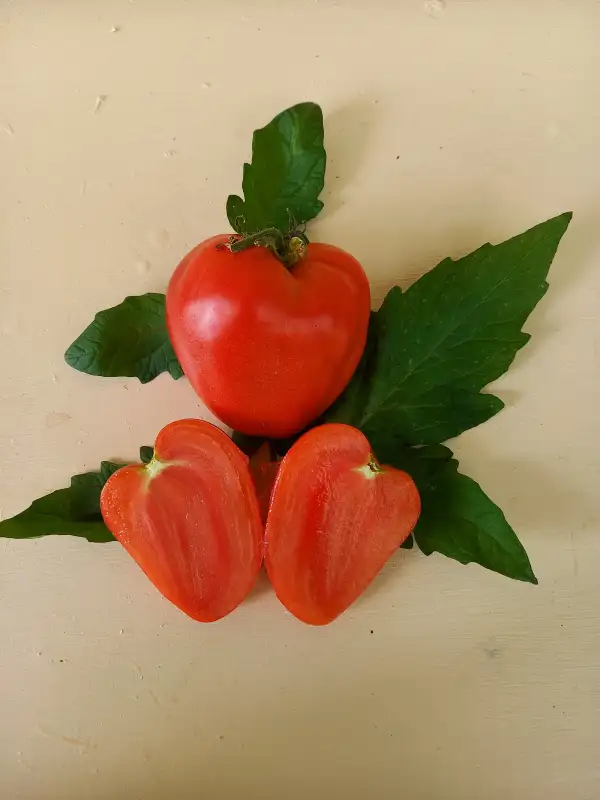 Tomaten: Grandee