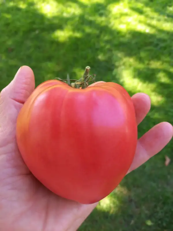 Tomaten: Grandee