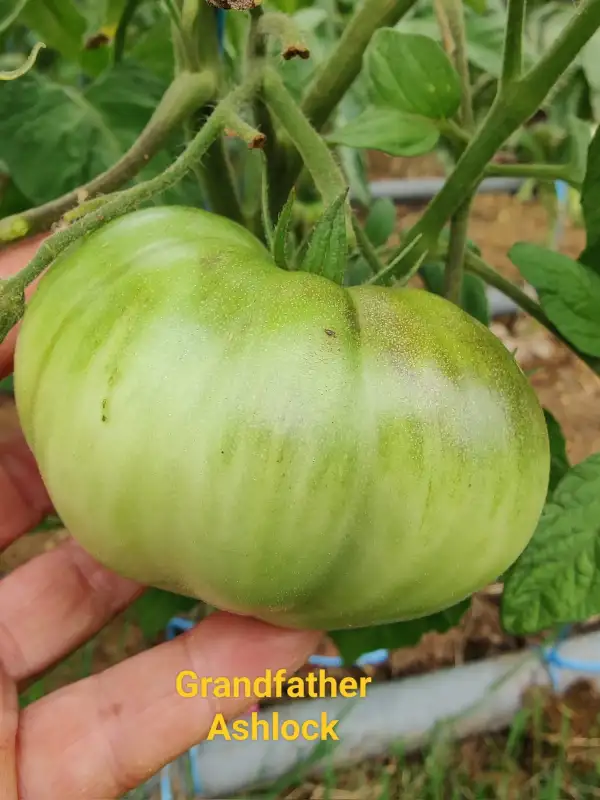 Tomaten: Grandfather Ashlock